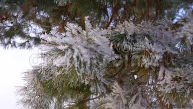 冬林覆盖霜冻的云杉枝.. 特写镜头。 松树覆盖着霜冻，严重的霜冻。 圣诞公园